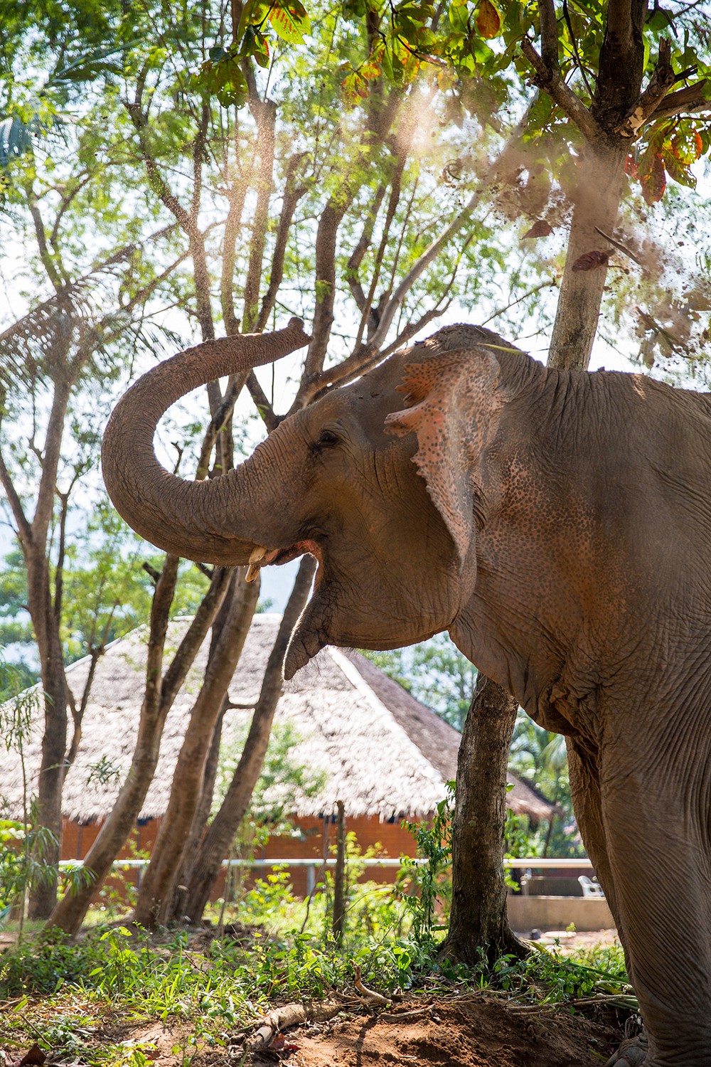 Samui Elephant Sanctuary with Beyond Kanda Buuri