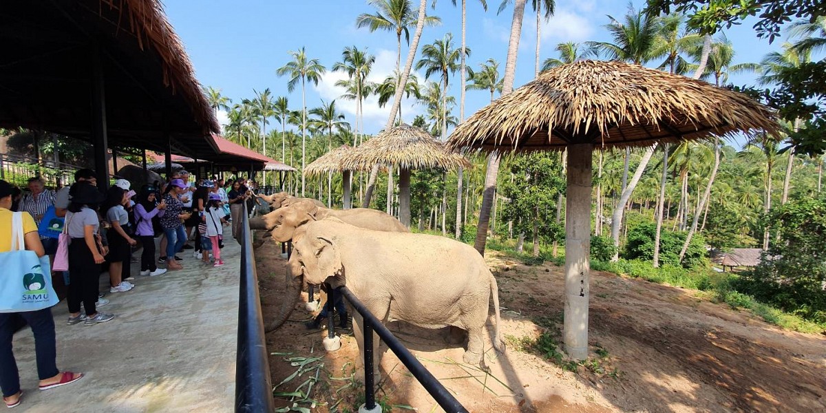 Samui Elephant Sanctuary
